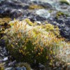 Mosses and Lichens (2012) 2/2